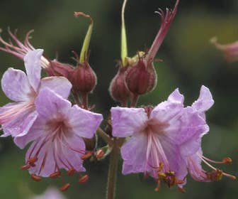 Ooievaarsbek (Geranium macrorrhizum)