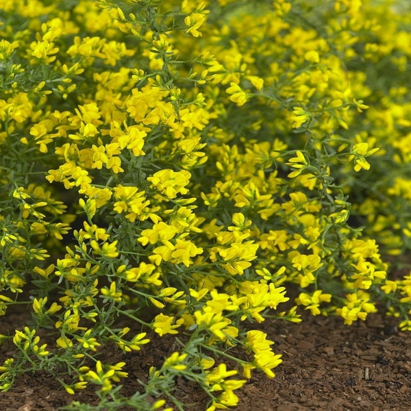 Heidebrem (Genista lydia)