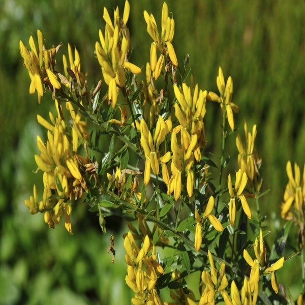 Heidebrem (Genista tinctoria 'Royal Gold')