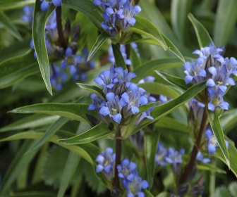 Gentiaan (Gentiana cruciata)