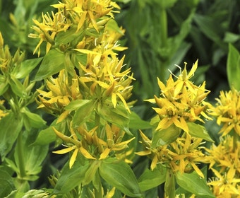 Gentiaan (Gentiana lutea)