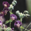 Ooievaarsbek (Geranium phaeum)