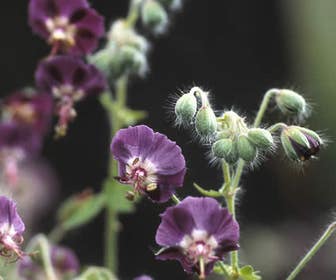 Ooievaarsbek (Geranium phaeum)