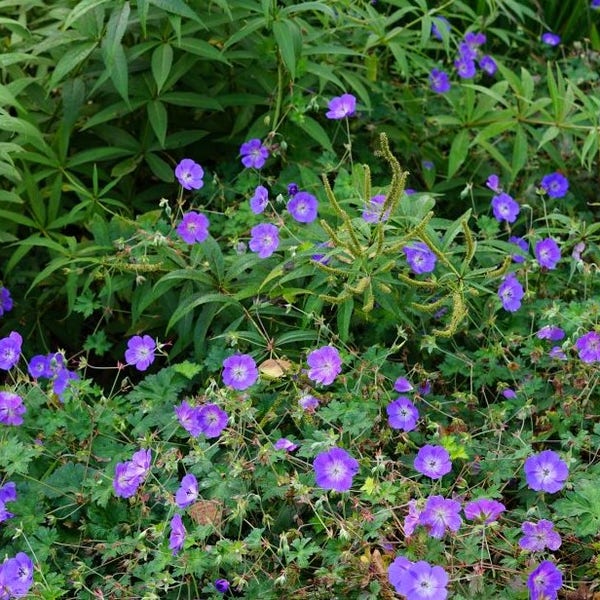Ooievaarsbek (Geranium 'Rozanne')