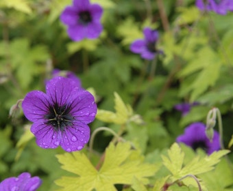 Ooievaarsbek (Geranium 'Ann Folkard')