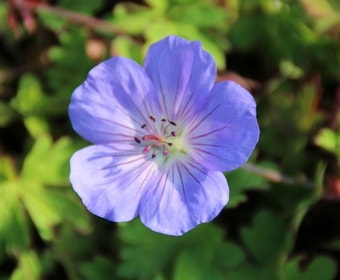 Ooievaarsbek (Geranium 'Azure Rush')