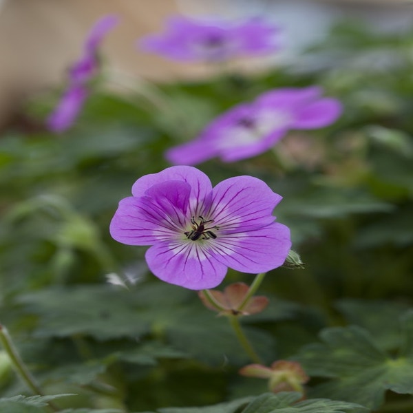 Ooievaarsbek (Geranium 'Bloom Time')
