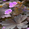 Ooievaarsbek (Geranium 'Bob's Blunder')