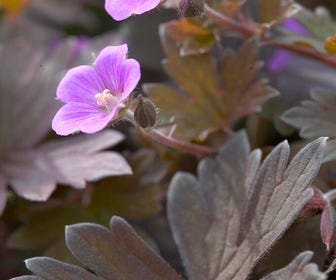 Ooievaarsbek (Geranium 'Bob's Blunder')