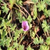 Ooievaarsbek (Geranium cinereum 'Laurence Flatman')