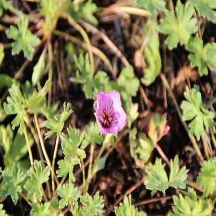 Geranium cinereum 'Laurence Flatman' (Ooievaarsbek)