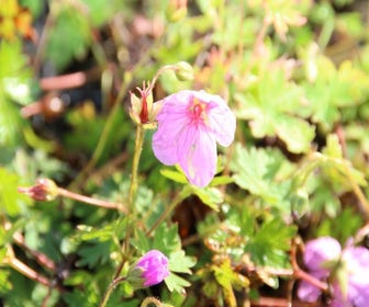 Ooievaarsbek (Geranium 'Dilys')