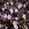 Ooievaarsbek (Geranium 'Dusky Crug')