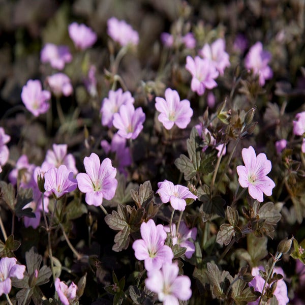 Ooievaarsbek (Geranium 'Dusky Crug')