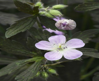 Ooievaarsbek (Geranium maculatum 'Espresso')