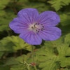 Ooievaarsbek (Geranium himalayense 'Gravetye')