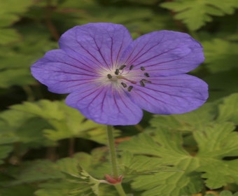 Ooievaarsbek (Geranium himalayense 'Gravetye')