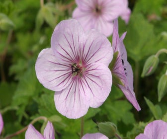 Ooievaarsbek (Geranium 'Joy')