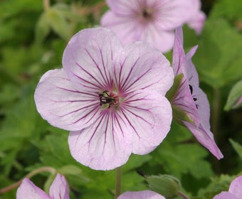 Ooievaarsbek (Geranium 'Joy')