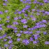 Ooievaarsbek (Geranium 'Nimbus')