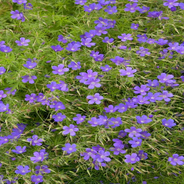 Ooievaarsbek (Geranium 'Nimbus')