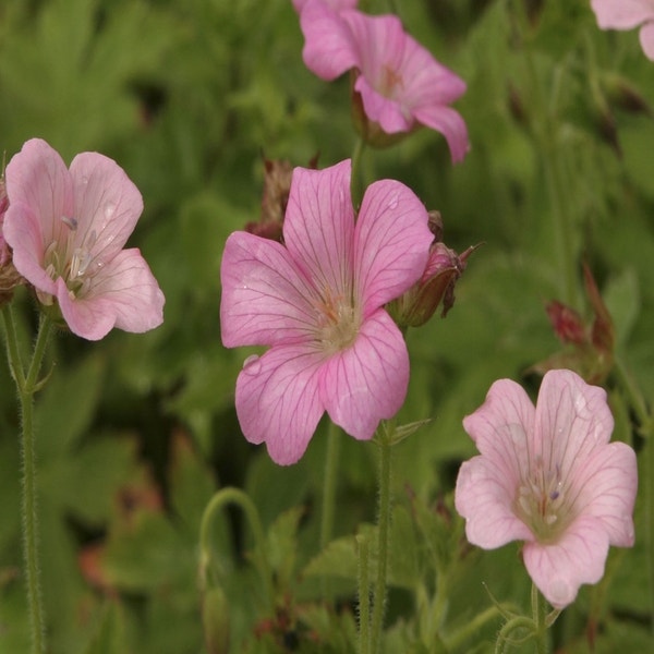 Ooievaarsbek (Geranium oxonianum 'Rose Clair')