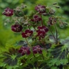 Ooievaarsbek (Geranium phaeum 'Samobor')
