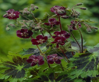 Ooievaarsbek (Geranium phaeum 'Samobor')