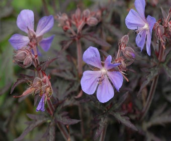 Ooievaarsbek (Geranium pratense 'Midnight Reiter')