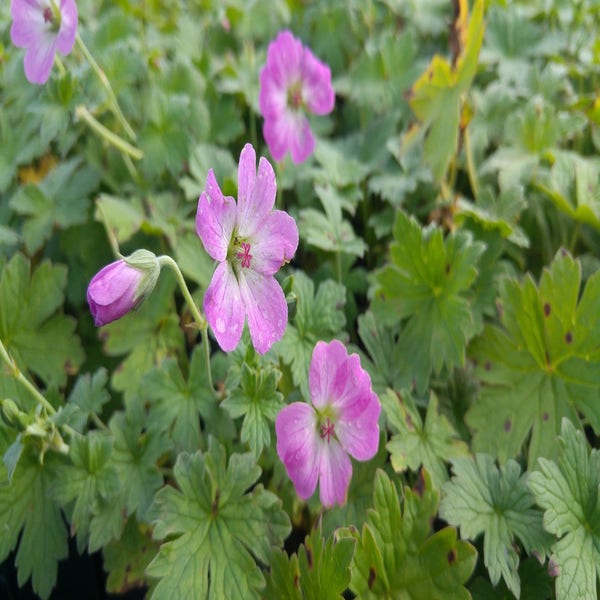 Ooievaarsbek (Geranium riversleaianum 'Mavis Simpson')