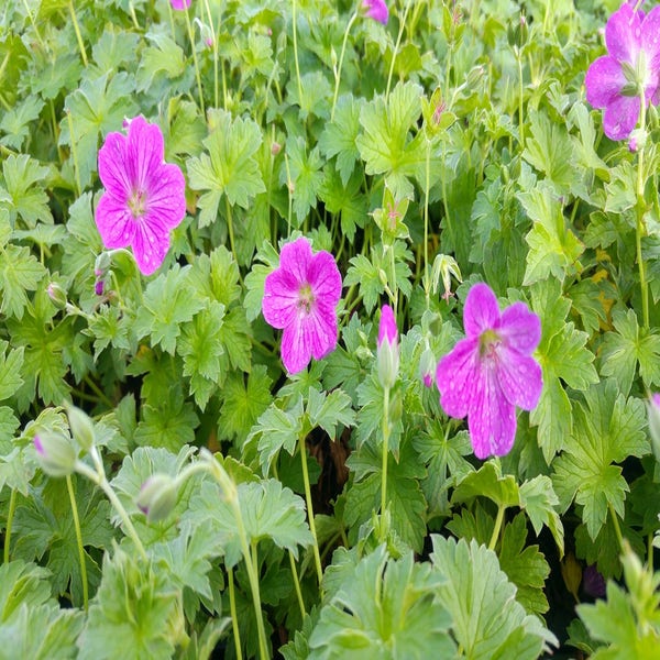 Ooievaarsbek (Geranium riversleaianum 'Russell Prichard')