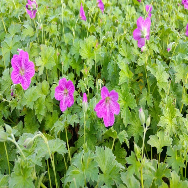 Ooievaarsbek (Geranium riversleaianum 'Russell Prichard')