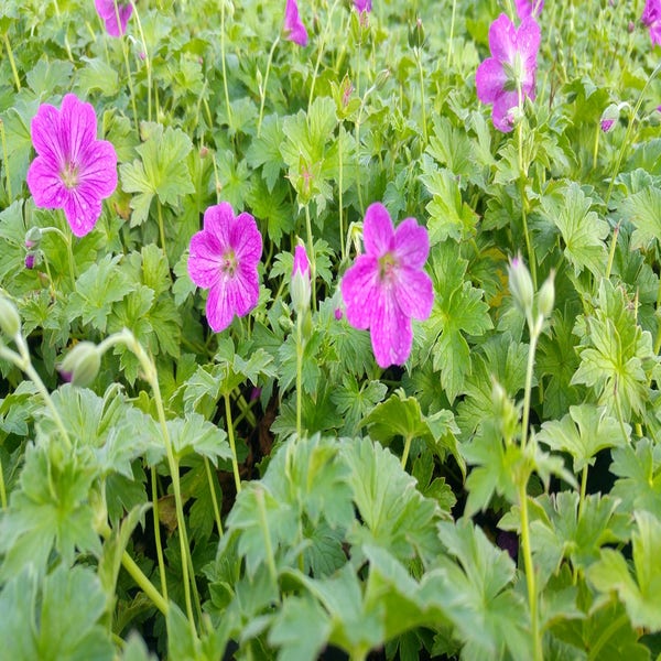 Ooievaarsbek (Geranium riversleaianum 'Russell Prichard')