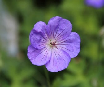 Ooievaarsbek (Geranium 'Rozanne')
