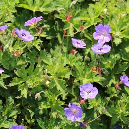 Geranium 'Rozanne' - lang bloeiend