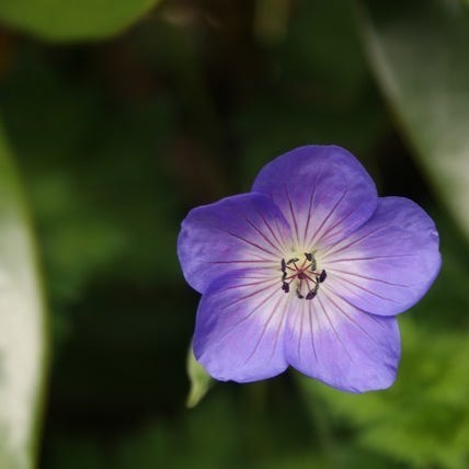 Ooievaarsbek (Geranium 'Rozanne') synoniem: Jolly Bee