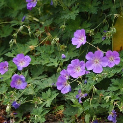 Geranium 'Rozanne' in bloei
