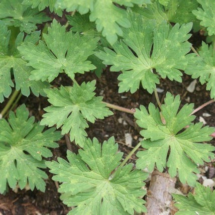 Geranium bladeren