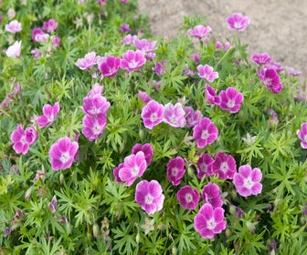 Ooievaarsbek (Geranium sanguineum 'Elke')