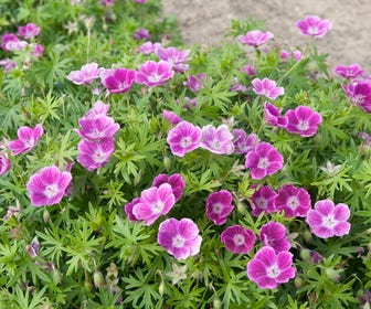 Ooievaarsbek (Geranium sanguineum 'Elke')