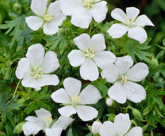 Ooievaarsbek (Geranium sylvaticum 'Album')