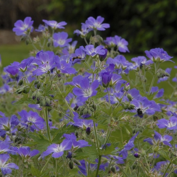 Ooievaarsbek (Geranium sylvaticum 'Mayflower')