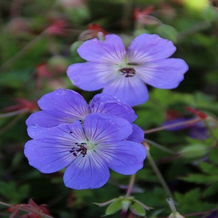 Geranium wallichianum 'Buxton's Variety' (Ooievaarsbek)