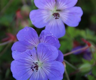 Ooievaarsbek (Geranium wallichianum 'Buxton's Variety')