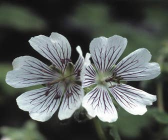 Ooievaarsbek (Geranium renardii)