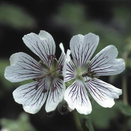 Ooievaarsbek (Geranium renardii) Bio