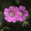 Ooievaarsbek (Geranium 'Sirak')