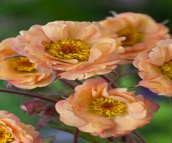 Nagelkruid (Geum 'Mai Tai')