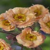 Nagelkruid (Geum 'Mai Tai') BIO