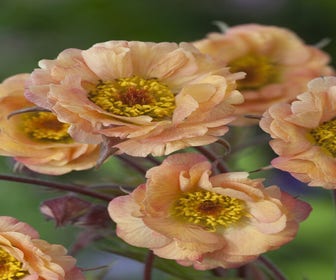 Nagelkruid (Geum 'Mai Tai') BIO
